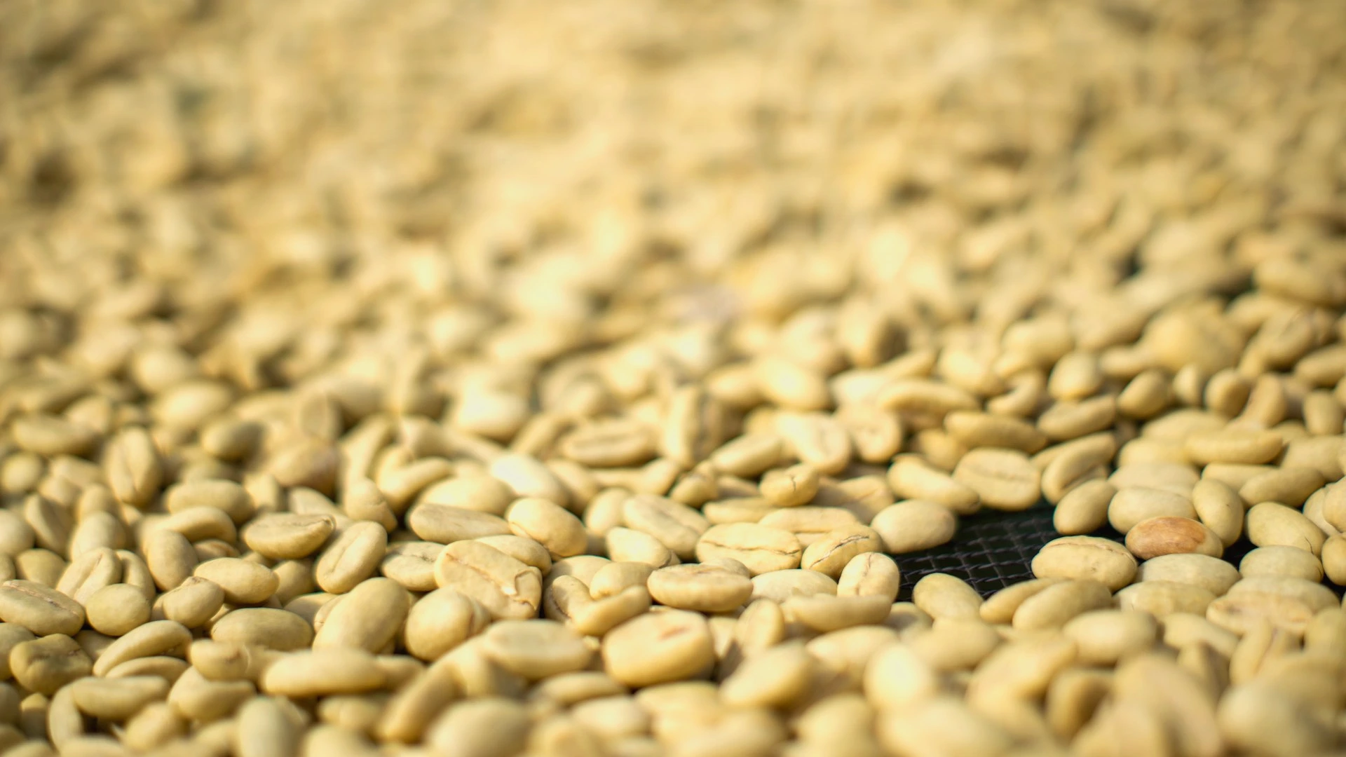 a close up of a bunch of beans